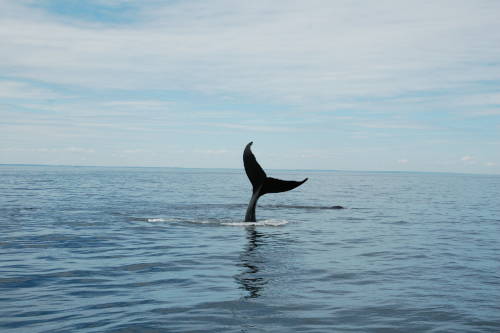 Whale Watching